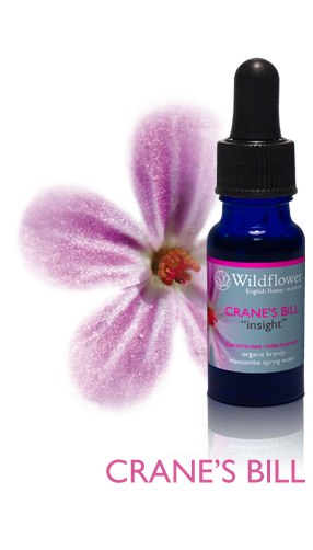Cranesbill flower essence