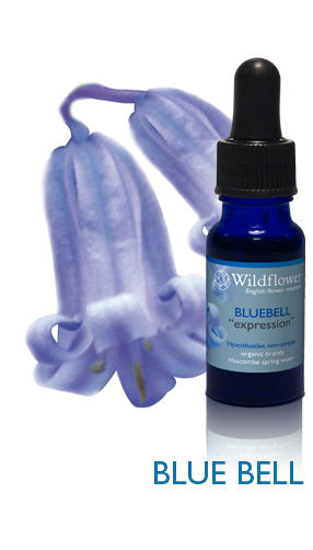 Bluebell flower essence