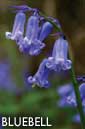 Bluebell flower essence