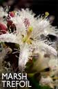 Marsh trefoil flower essence