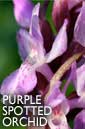 Purple spotted orchid flower essence