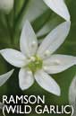 Ramson flower essence