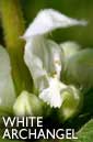 White archangel flower essence
