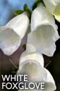 White foxglove flower essence
